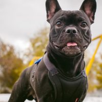 Fransk_Bulldog Fransk_Bulldog