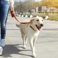bigstock-Owner-And-Labrador-Retriever-D-93303248-3 bigstock-Owner-And-Labrador-Retriever-D-93303248-3